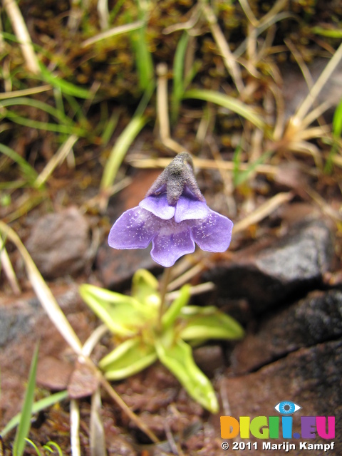 SX18221 Common Butterwort (Pinguicula vulgaris) small flower